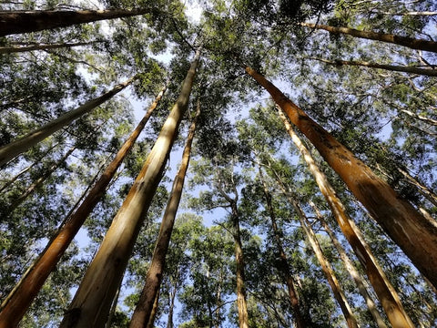 eucalyptus trees in forest