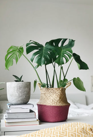 house plant on table in bedroom