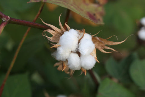 cotton plant