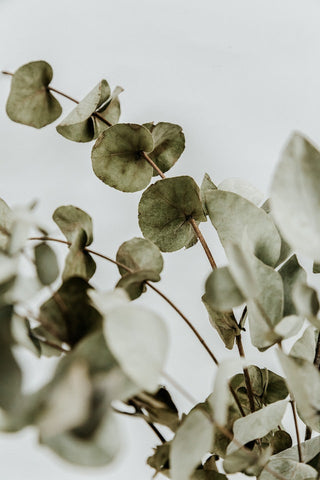 close up of eucalyptus leaves 