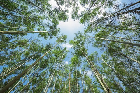 eucalyptus trees