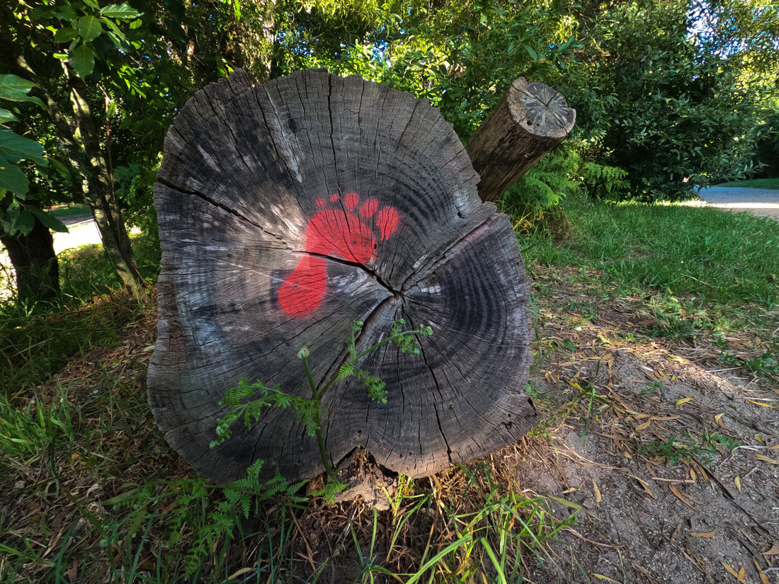 carbon fooprint on tree stump