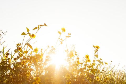 plants in direct sunlight