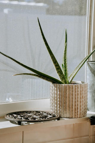 aloe vera plant on window sill