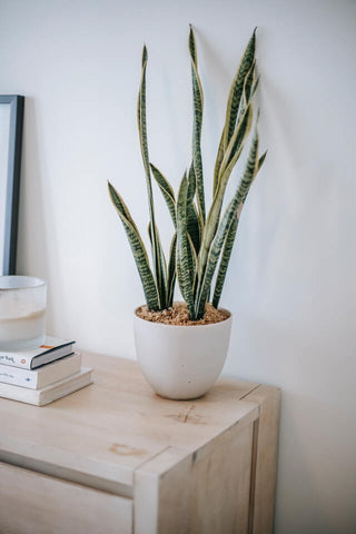 corn plant on desk