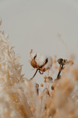 close up of cotton plant in cotton field