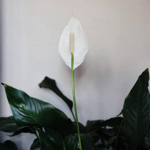 peace lily plant