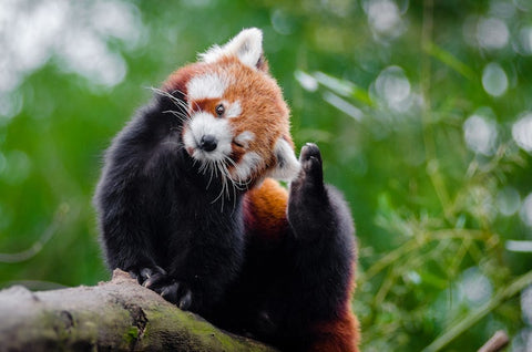 red panda scratching an itch