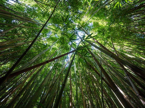 bamboo trees in a big forrest