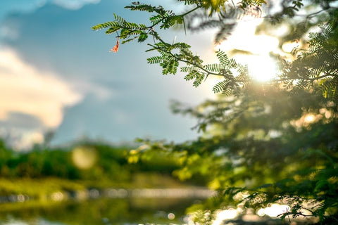 green landscape with sunlight