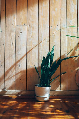 snake plant in bedroom