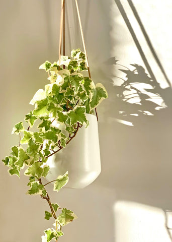 hanging english ivy plant in bedroom