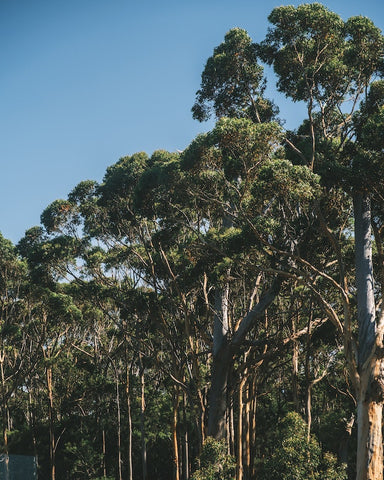 eucalyptus trees