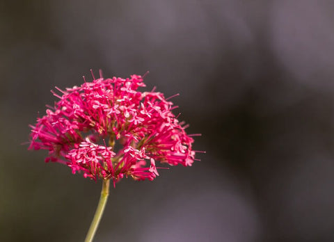 valerian plant