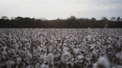 organic cotton crops