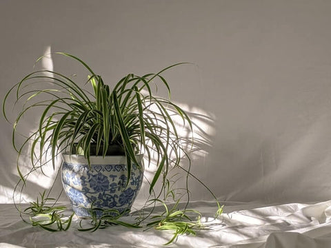 spider plant in pot on room floor