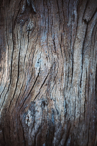 wood texture on eucalyptus tree