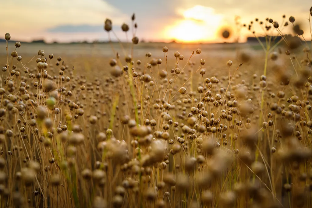 Field of flax